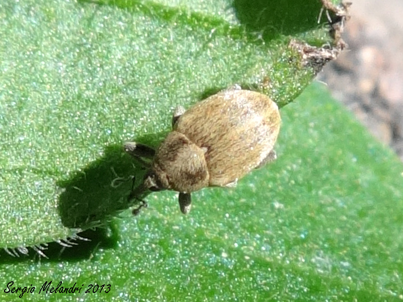 Identificazione - Sibinia pellucens (Curculionidae)
